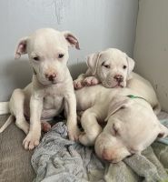 American Bulldog Puppies for sale in Tucson, AZ, USA. price: $200