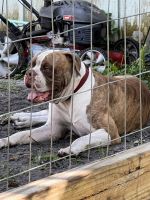 American Bulldog Puppies for sale in West Palm Beach, FL, USA. price: $1,300