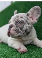American Bulldog Puppies for sale in Chicago, IL, USA. price: $700