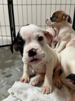 American Bulldog Puppies for sale in Suwanee, GA 30024, USA. price: $600