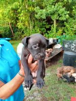 American Bulldog Puppies for sale in Navarre, FL 32566, USA. price: $50