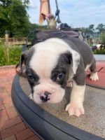 American Bulldog Puppies for sale in Harrisburg, PA, USA. price: $2,500