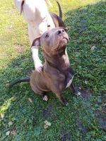 American Bulldog Puppies for sale in Crystal River, FL, USA. price: $500