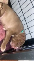 American Bulldog Puppies for sale in Barnetby Rd, Scunthorpe DN17 2LX, UK. price: 400 GBP