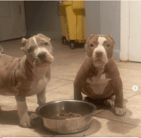 American Bulldog Puppies for sale in Laurel, MD, USA. price: $500