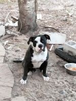 American Bulldog Puppies for sale in Spring Hill, FL 34609, USA. price: $300