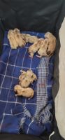 American Bulldog Puppies for sale in Yonkers, New York. price: $5,000