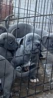 American Bulldog Puppies for sale in San Diego, CA, USA. price: $1,500