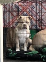 American Bulldog Puppies for sale in Fort Worth, Texas. price: $2,500