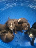 American Bulldog Puppies for sale in Fairburn, Georgia. price: $2,500