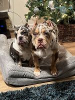 American Bulldog Puppies for sale in Raleigh, North Carolina. price: $2,500