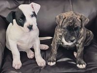 American Bulldog Puppies for sale in Florence, AL, USA. price: $350