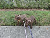 American Bulldog Puppies for sale in Gulf Shores, Alabama. price: NA