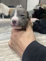 American Bulldog Puppies for sale in Denton, Texas. price: $600
