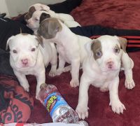 American Bulldog Puppies for sale in Cleveland, Ohio. price: NA