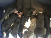 American Bulldog Puppies for sale in Cape Town, Western Cape. price: 2,000 ZAR