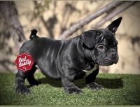 American Bulldog Puppies for sale in Mira Loma, California. price: $4,000
