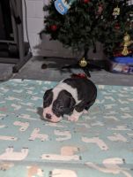 American Bulldog Puppies for sale in Deltona, Florida. price: $800