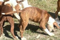 American Bulldog Puppies for sale in Miami, Florida. price: $250