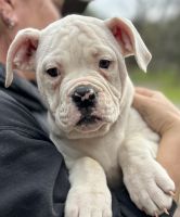 American Bulldog Puppies for sale in Placerville, California. price: $1,850