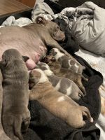 American Bulldog Puppies for sale in Providence, Rhode Island. price: $3,000