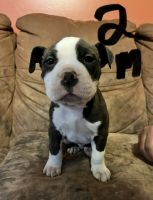American Bulldog Puppies for sale in Xenia, Ohio. price: $400