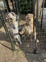 American Bulldog Puppies for sale in Charlotte, North Carolina. price: $900