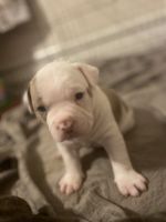 American Bulldog Puppies for sale in Lynchburg, Virginia. price: $2,000