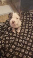 American Bulldog Puppies for sale in Nashville, Tennessee. price: $1,000