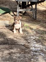 American Bulldog Puppies for sale in Albany, Georgia. price: $1,000
