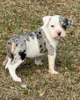 American Bulldog Puppies for sale in Austell, Georgia. price: NA