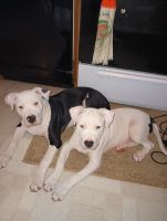 American Bulldog Puppies for sale in Muskegon, MI, USA. price: $200