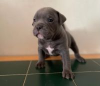 American Bulldog Puppies for sale in Boston, Massachusetts. price: $1,600