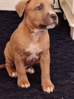 American Bulldog Puppies for sale in Annandale, Virginia. price: $600
