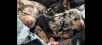 American Bulldog Puppies for sale in Lexington, Kentucky. price: NA