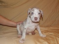 American Bulldog Puppies for sale in Gary, Indiana. price: $400