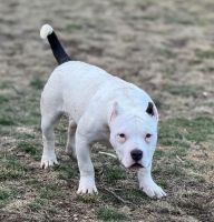 American Bulldog Puppies for sale in South Windsor, Connecticut. price: $1,500