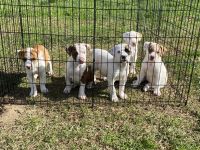 American Bulldog Puppies for sale in Edgefield, South Carolina. price: $50