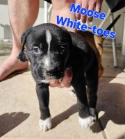 American Bulldog Puppies for sale in Lakeland, Florida. price: $60,000