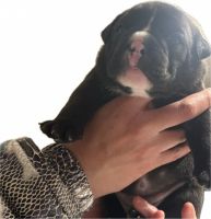 American Bulldog Puppies for sale in Chicago Ridge, Illinois. price: $1,500