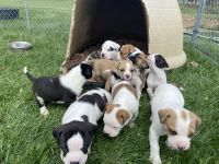 American Bulldog Puppies for sale in Harrodsburg, Kentucky. price: $800