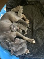 American Bully Puppies for sale in Rocky Mount, NC, USA. price: NA