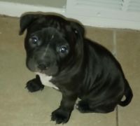 American Bully Puppies for sale in San Antonio, TX, USA. price: NA