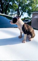 American Bully Puppies for sale in Miramar, FL, USA. price: NA