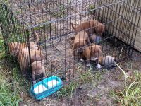 American Bully Puppies for sale in Daytona Beach, FL, USA. price: NA