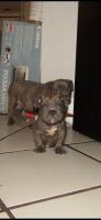 American Bully Puppies for sale in Fort Lauderdale, FL 33325, USA. price: NA