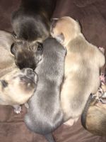 American Bully Puppies for sale in Colorado Springs, CO, USA. price: NA