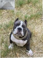 American Bully Puppies for sale in Kingfisher, OK 73750, USA. price: NA