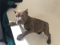 American Bully Puppies for sale in Tucson, AZ 85743, USA. price: NA
