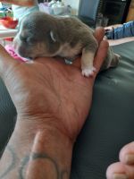 American Bully Puppies for sale in Ventura, CA, USA. price: NA